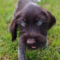 Chiot Braque Allemand  poil dur  vendre au prix de 760  vaccin et identifi.