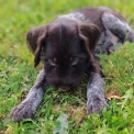 Chiot d'apparence de race Braque Allemand  poil dur  adopter.