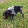 Chiot d'apparence de race Braque Allemand  poil dur  adopter.