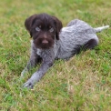 Chiot Braque Allemand  poil dur  vendre au prix de 760  vaccin et identifi.