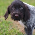 Chiot Braque Allemand à poil dur sans pedigree – prix 760 €.
