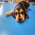 Chiot Cocker Anglais Spaniel  vendre au prix de 1500  vaccin et identifi.