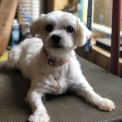 Chiot Coton de Tulear sans pedigree  en région Bourgogne-Franche-Comté.