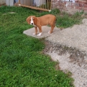 Chiot Chien Courant de Posavatz de race – prix 760 €.