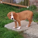 Chien Chien Courant de Posavatz proposé par l’élevage Le Domaine du Clos d'Estely.