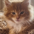 Chaton Maine Coon de race  en région Nouvelle-Aquitaine.