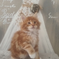 Chaton Maine Coon de race – prix 1500 €.