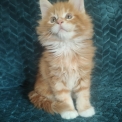 Chaton Maine Coon de race – prix 1500 €.