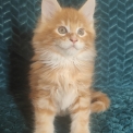 Chaton Maine Coon de race  en région Nouvelle-Aquitaine.