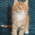 Chat Maine Coon proposé par l’élevage La chatterie des rêves de Luna.