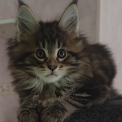 Chaton Maine Coon de race  en région Nouvelle-Aquitaine.
