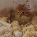 Chaton Maine Coon de race  en région Nouvelle-Aquitaine.