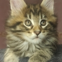 Maine Coon disponible dans les Deux-Sèvres