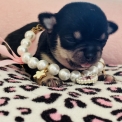 Chihuahua disponible dans les Alpes-Maritimes