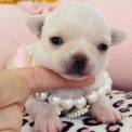 Chiot Chihuahua de race – prix 1870 €.