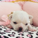 Chihuahua disponible dans les Alpes-Maritimes