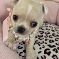 Chihuahua disponible dans les Alpes-Maritimes