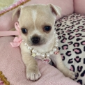 Chihuahua disponible dans les Alpes-Maritimes
