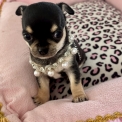 Chien Chihuahua proposée par l’élevage Des P'tites Pommes D'amour.