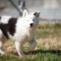 Chiot Laika de Yakoutie de race  en région Normandie.