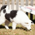 Chiot Laika de Yakoutie de race  en région Normandie.