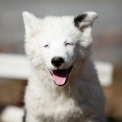 Chiot Laika de Yakoutie de race  en région Normandie.