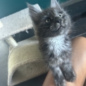Chaton Maine Coon de race  en région Auvergne-Rhône-Alpes.