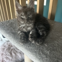 Maine Coon disponible en Isère