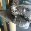 Chaton Maine Coon de race  en région Auvergne-Rhône-Alpes.