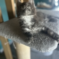 Chat Maine Coon proposé par l’élevage Chatterie du Ciel d'Emeraude.