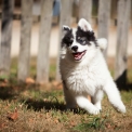 Chien Laika de Yakoutie proposé par l’élevage The Seven Kingdoms.