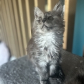 Chaton Maine Coon de race – prix 1400 €.