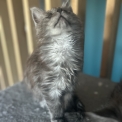 Chaton Maine Coon de race – prix 1400 €.