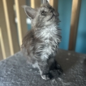 Chaton Maine Coon de race  en région Auvergne-Rhône-Alpes.