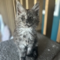 Chaton Maine Coon de race  en région Auvergne-Rhône-Alpes.