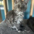 Chaton Maine Coon de race – prix 1400 €.