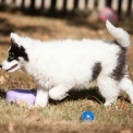Chiot Laika de Yakoutie de race – prix 500 €.