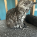 Chaton Maine Coon de race – prix 1400 €.