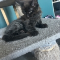 Maine Coon disponible en Isère