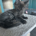Chat Maine Coon proposé par l’élevage Chatterie du Ciel d'Emeraude.