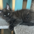 Chaton Maine Coon de race – prix 1300 €.