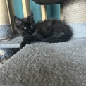 Chat Maine Coon proposé par l’élevage Chatterie du Ciel d'Emeraude.