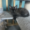Maine Coon disponible en Isère