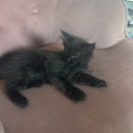 Chat Maine Coon proposée par l’élevage Chatterie du Ciel d'Emeraude.