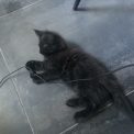 Chat Maine Coon proposée par l’élevage Chatterie du Ciel d'Emeraude.