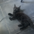 Chat Maine Coon proposée par l’élevage Chatterie du Ciel d'Emeraude.