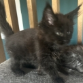 Chaton Maine Coon de race  en région Auvergne-Rhône-Alpes.
