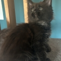 Chaton Maine Coon de race  en région Auvergne-Rhône-Alpes.