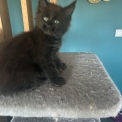 Chaton Maine Coon de race – prix 1300 €.