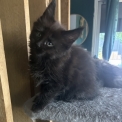 Chaton Maine Coon de race  en région Auvergne-Rhône-Alpes.